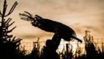 weihnachten: städte zahlen tausende euro für weihnachtsbäume