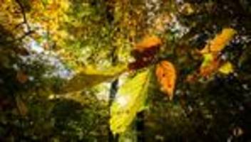 Wetter: Nach Regen zum Wochenstart: Mildes Herbstwetter erwartet