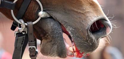 reitsport: lockerung der »blutregel« im springreiten sorgt für streit