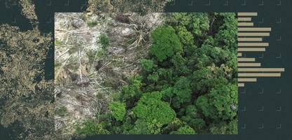 COP30 im Amazonas-Regenwald: Was passiert, wenn er kollabiert?