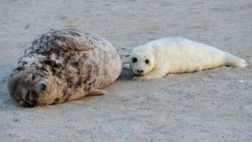 das erste helgoländer kegelrobbenbaby der saison ist da