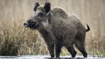 kostbare wildschweine: wissenschaftler enthüllen 11.000 jahre alten brauch