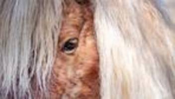 rhein-pfalz-kreis: pony büxt aus: beamte auf tierischem einsatz