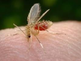 Mückenstich auf Elba: Frau infiziert sich im Italien-Urlaub mit seltenem Virus