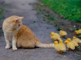 Worauf Besitzer achten sollten: Vogelgrippe gefährdet Freigänger-Katzen