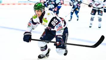 eisbären verbieten ausreden: jetzt soll der große angriff kommen