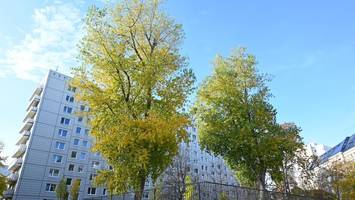 baumentscheid in berlin: mumpitz zum baumturbo