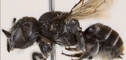 Megachile (Hackeriapis) lucifer: Neue Wildbiene mit Teufelshörnern entdeckt