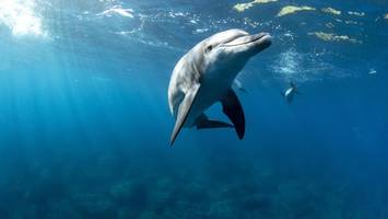 kurioses liebesritual: delfine schmücken sich mit schwämmen