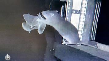 ratten killen fledermäuse: video vom kalkberg geht weltweit viral