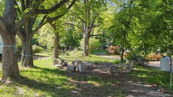 streit um bäume an heinz-brandt-schule dauert an – eltern wehren sich