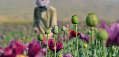 Afghanistan: CIA hat Opium-Anbau offenbar mit Abwurf von Milliarden Mohnsamen sabotiert - über Jahrzehnte