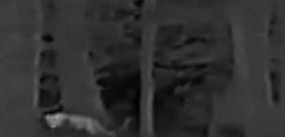 rheinland-pfalz: jäger sichtet möglicherweise großkatze nahe kalenborn