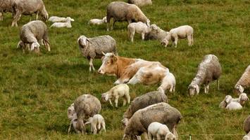 kuh „mücke“ gelingt mutige flucht – tier findet schutz bei schafen