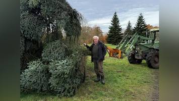 Alstertanne: Dieser Mann liefert Hamburgs berühmtesten Weihnachtsbaum
