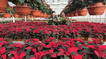 weihnachtssterne in voller pracht: welche jetzt gefragt sind