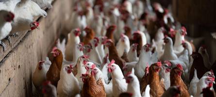 Achtung, Vogelgrippe im Unterallgäu nachgewiesen