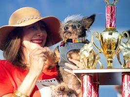 Biologie: Der Mensch formte Hunderassen weniger als gedacht