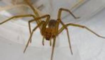 Achtbeiner an Hochschule: Giftspinne in weiterem Keller der Uni Tübingen?