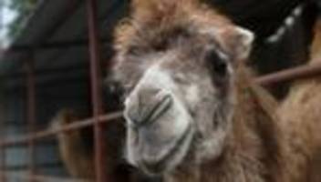 Ehingen: Kamel angefahren – Unbekannte sollen es freigelassen haben