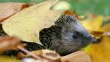 Kriminalität: Polizei stoppt Igel-Fänger in Kleintransporter