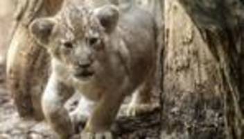 Kurioses: Internetvideo von Mann mit Löwen am Steuer