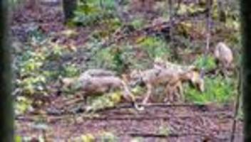 Offizielle Statistik: Weniger Wölfe in Bayern