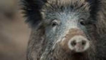 Strecke gesperrt: Zug stößt mit Wildschweinrotte zusammen – neun Tiere tot