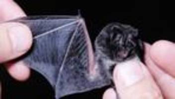 Tiere: Fledermaus-Tagung: Die Jäger der Nacht im Visier