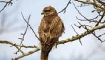 Tödliche Substanz: Vergiftete Tiere in Unterfranken: Bussard und Hund betroffen