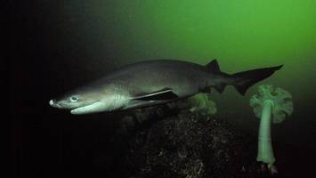 Seltener Hai vor Mallorca: Forscher machen unerwartete Entdeckungen