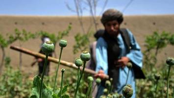 CIA manipulierte offenbar jahrelang Opium-Anbau in Afghanistan
