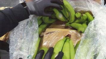 Drogenfund: Mehr als 500 Kilo Kokain in Bananenkisten entdeckt