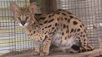 Reinbeks Wildkatze findet neues Zuhause – an der Schlei