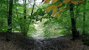 Sachsenwald kostet Nachbargemeinden mehr als eine Million Euro