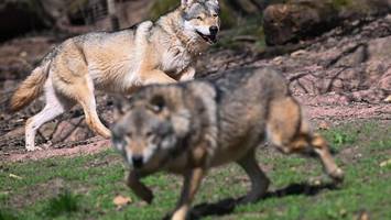 Wolf reißt Pferd bei Hamburg: „Werde dieses Bild nie vergessen“