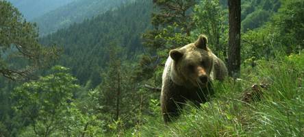 Konflikte mit Braunbären nehmen zu: Italiens Justiz ermittelt gegen Wilderer
