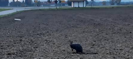 Immer wieder neue Sichtungen: Gibt es in der Region ein Känguru-Rudel?