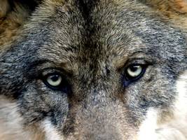 Lamer Winkel: Ein Naturschützer, ein toter Wolf und ein Verdacht