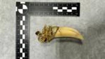 Artenschutz: Zoll beschlagnahmt Goldkette mit Tigerzahn am Flughafen
