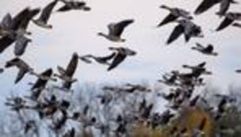 Krankheiten: Maßnahmen wegen Vogelgrippe im Kreis Rendsburg-Eckernförde