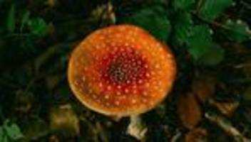 natur und deutsche geschichte : vorsicht, giftig