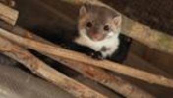 Rottweil: Marder legt Kirche lahm