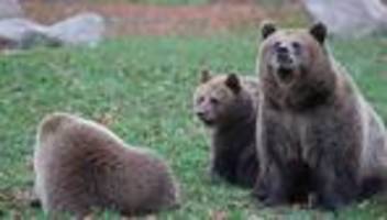 Tiere: So heißen die Bärenkinder im Tierpark Hexentanzplatz