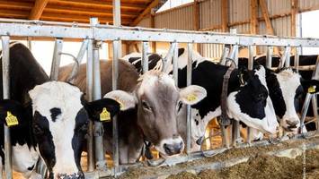 tierwohl-abstimmung der eu läuft – nur kaum einer weiß davon