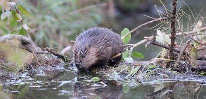 biber in brandenburg: bauernverband will jagdrecht ändern