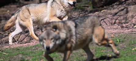 drei wolfsrudel verschwunden, zwei jungtiere tot: waren in bayern wilderer unterwegs?