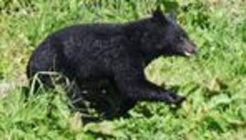 Bären-Alarm: Rekordzahl an Todesfällen - Japan bläst zur Bärenjagd