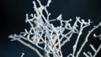 deutscher wetterdienst: erste schneeflocken für montagmorgen erwartet