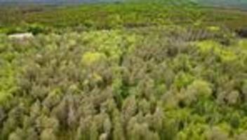 Gewaltverbrechen: Fall Emma: War der mutmaßliche Täter schuldfähig?